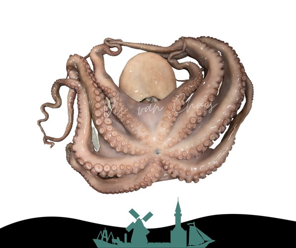 Octopus Poulpo